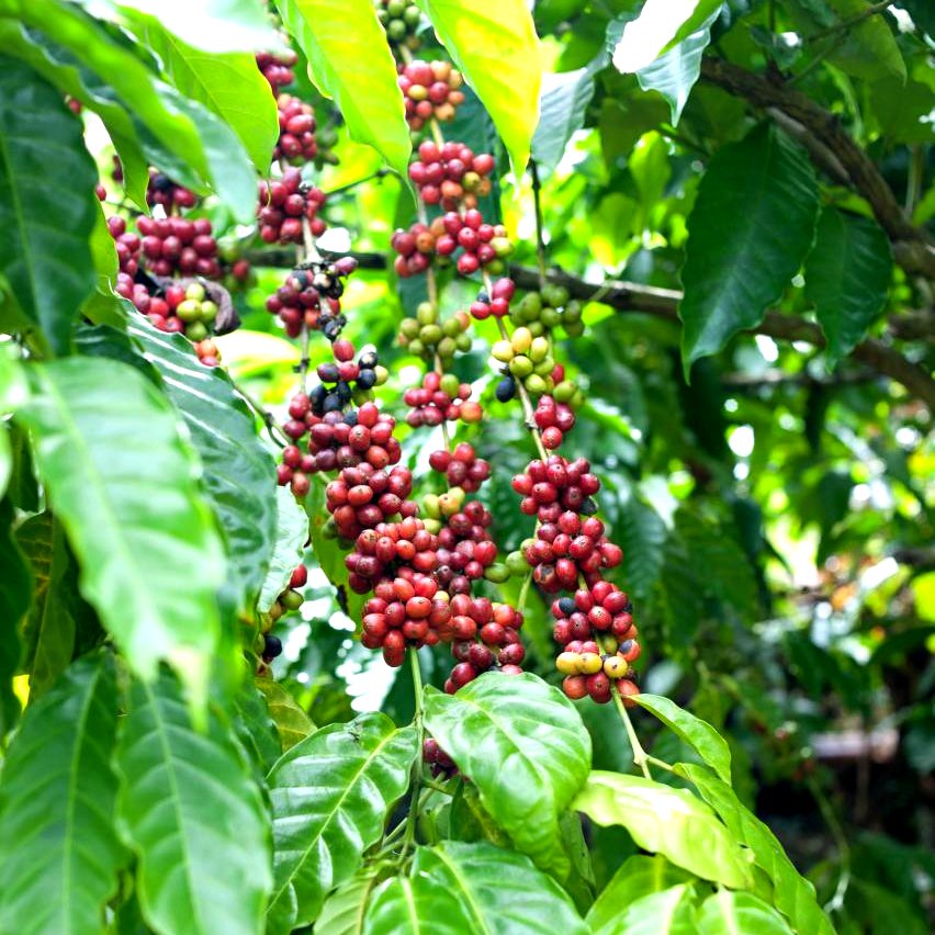 Coffee Cherries on Tree