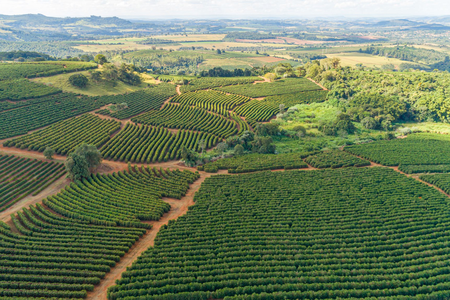 Coffee Fields in Brasil